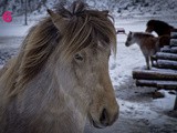 Calendrier de l’Avent #6 : le poney des Lofoten, Norvège