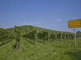 Fête du vin et vendanges au Bade-Wurtemberg