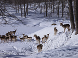 Mon safari des neiges au Québec