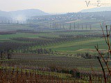 Balade à Westhoffen, vignobles, vergers, forêt et village pittoresque d'Alsace