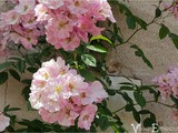 Chédigny, le Village  Jardin Remarquable  aux 1000 Rosiers