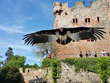 La Volerie des aigles en Alsace, incontournable