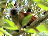 Madagascar: Nosy Komba, île généreuse