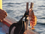 Rodrigues: Au fil de l'Eau, Petite Pêche