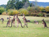 A la découverte des animaux d’Australie