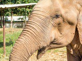 Chiang Mai, le royaume des éléphants