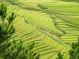 Découvrir les rizières du nord-ouest du Vietnam