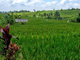 Indonésie: les iles de Florès et Komodo en photos