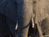 Safari à Kruger : que voir ? que faire