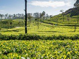 Visiter Ella et les plantations de thé du Sri Lanka