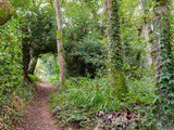 A la recherche de Merlin dans la forêt de Brocéliande