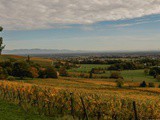 Balade d’automne dorée dans les vignes d’Alsace