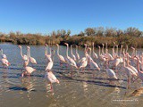 Où voir les flamants roses en Camargue? Le meilleur spot