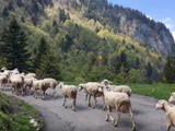 Pays d’Enhaut: montée à l’alpage avec 300 brebis