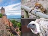 Week-end à la Montagne des singes: 3 idées d’activités autour de Sélestat